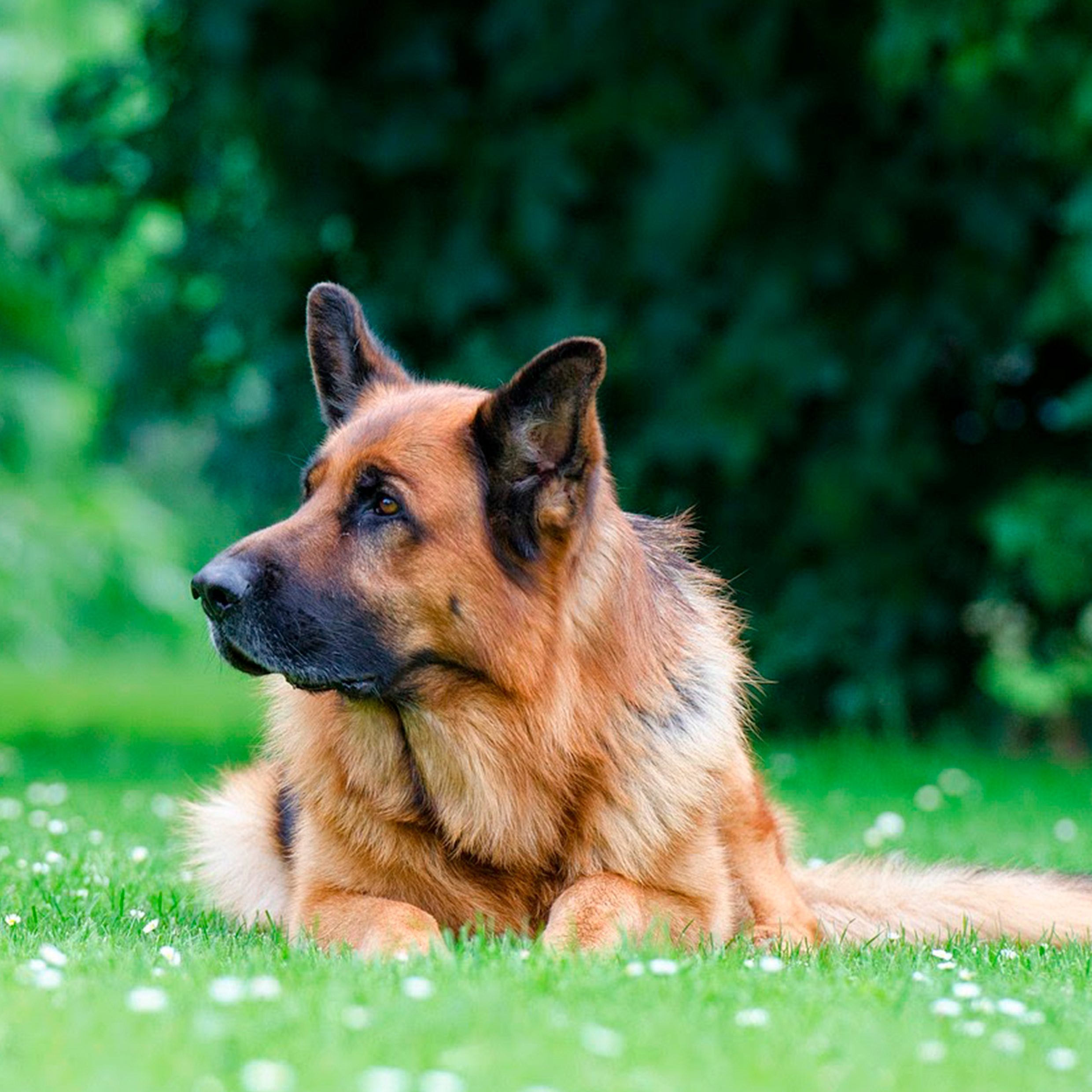 8 Common health problems in senior dogs