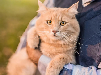 6 Signs of ageing in cats