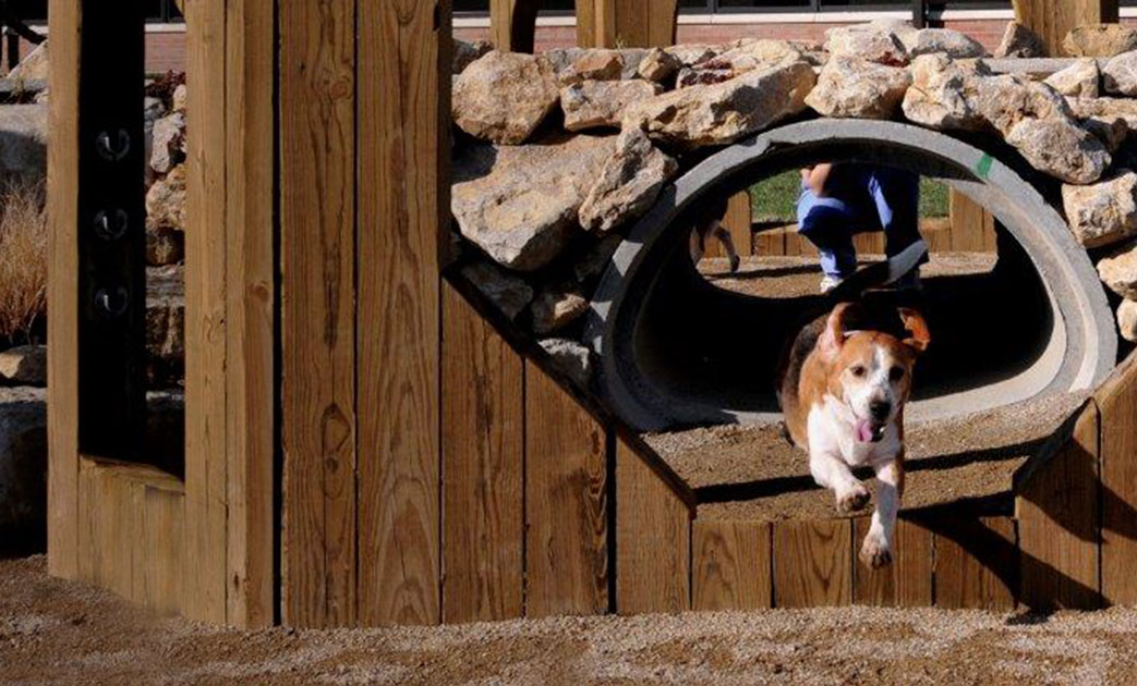 A dog plays at the Global Nutrition Center in Topeka, KS.