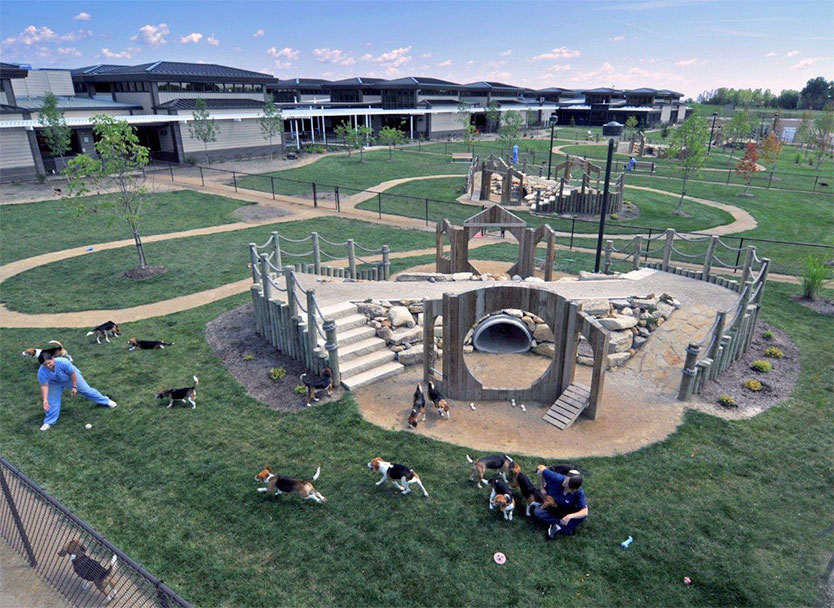 Dogs play at the obstacle course at the Global Nutrition Center.