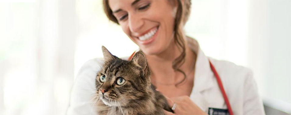 A gray cat is examined by a smiling veterinarian.