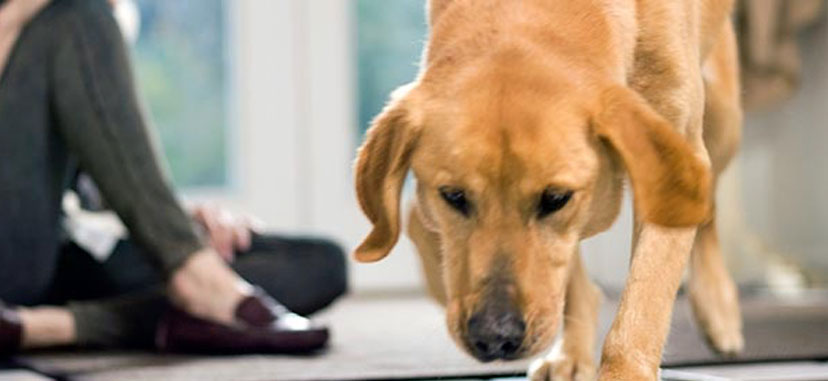 A yellow-haired dog bends over to sniff something interesting.