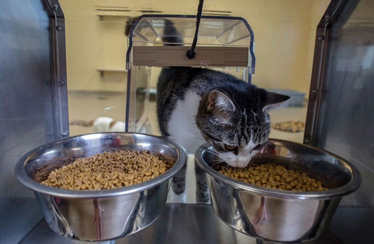 A black and white cat samples two different types of food.