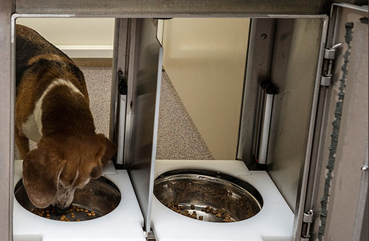A brown and white dog samples two different types of food.