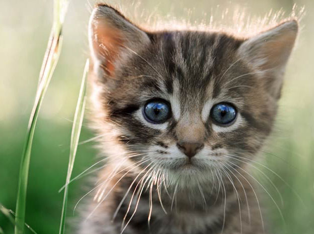 A gray haired kitten looks on intently.