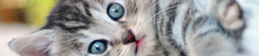 Bringing Home Your First Kitten featured image