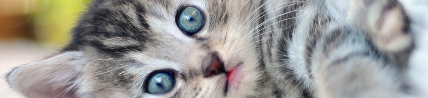 Bringing Home Your First Kitten featured image