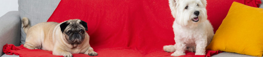 About our puppy food featured image