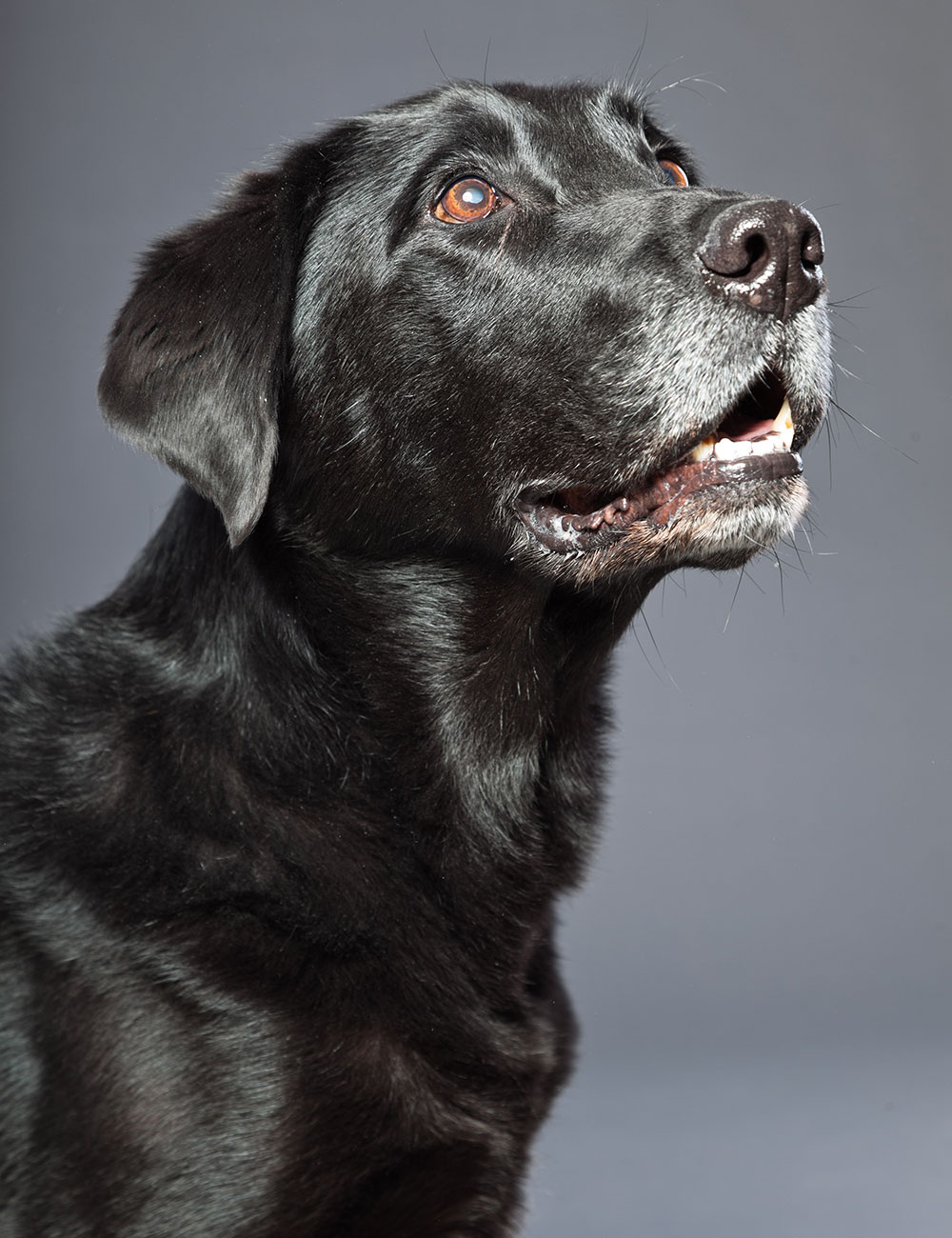 Common Conditions Affecting Older Pets
