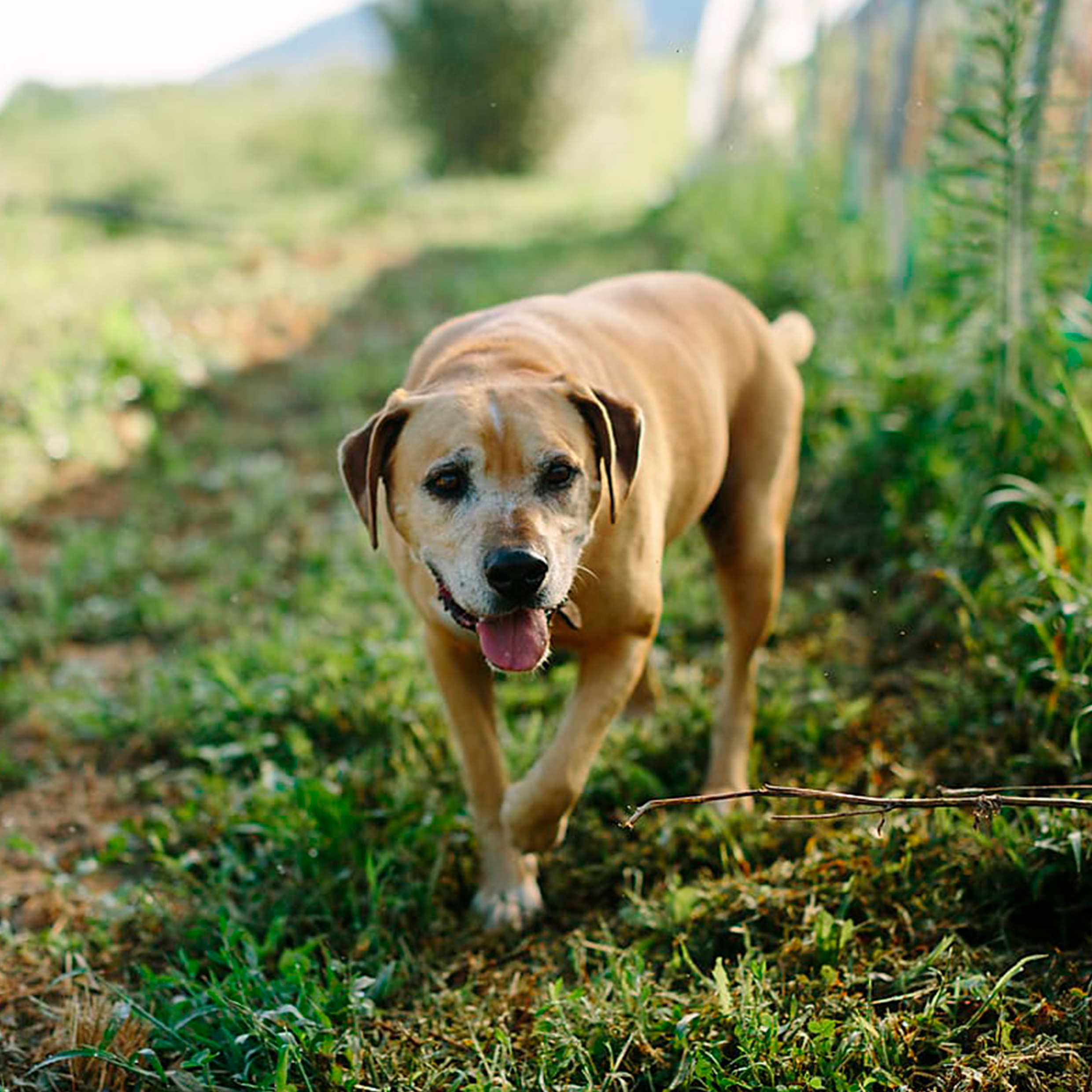 Dogs with joint problems don't have to remain in pain