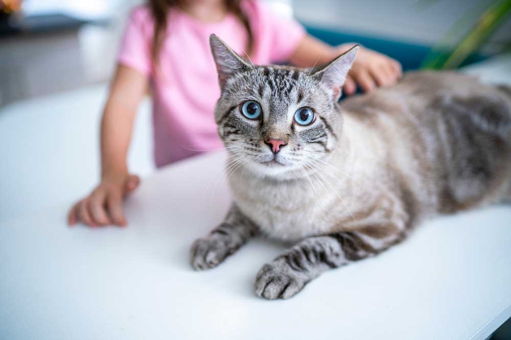 science plan indoor cat