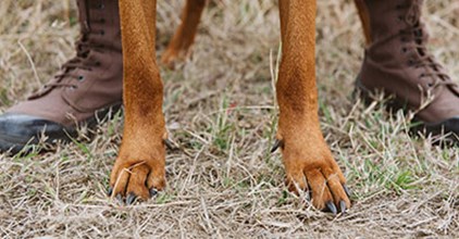 EPISODE 2: LIFE LINE featured image