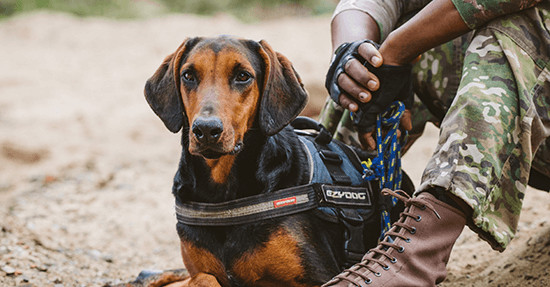 Meet the dogs helping to protect our wildlife featured image