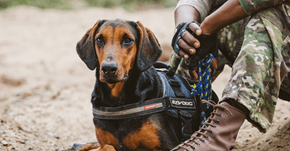 Meet the dogs helping to protect our wildlife featured image