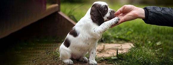  IMPORTANCE OF EARLY PUPPY TRAINING featured image