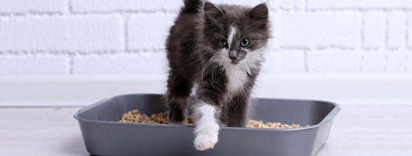 HOW TO TRAIN YOUR KITTEN LIKE A PROFESSIONAL featured image