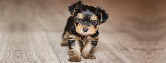  PUPPY HEALTH CARE featured image