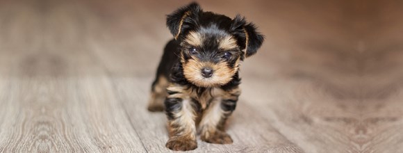  PUPPY HEALTH CARE featured image