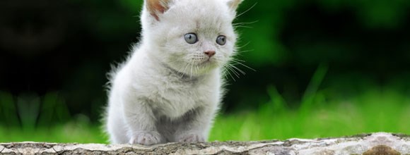 PET CARE 101: YOUR KITTEN’S HAPPY, HEALTHY LIFE featured image