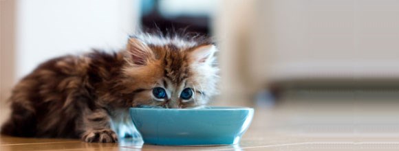  KITTEN NUTRITION AND FEEDING TIPS featured image