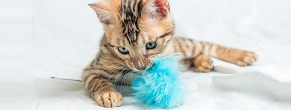   KITTEN PLAYTIME - TIPS, TRICKS AND ADVICE featured image