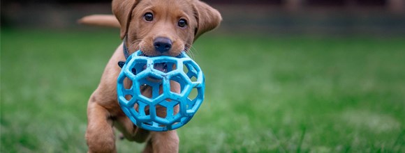 PLAY, EXERCISE AND TOYS FOR PUPPIES featured image