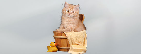  KITTEN GROOMING AND ROUTINE CARE featured image