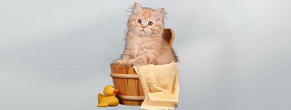  KITTEN GROOMING AND ROUTINE CARE featured image