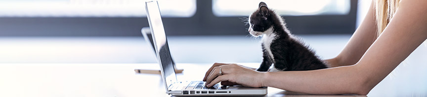 Tips for Socializing Your New Kitten featured image