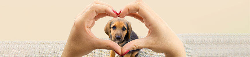 Welcome Home featured image