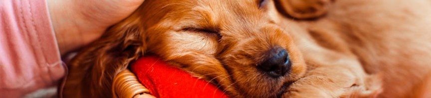 Puppy’s First Three Months featured image