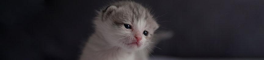 Understanding Your New Kitten’s Psychology featured image