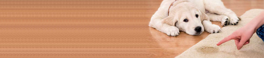 A Puppy’s House Training Made Easy featured image