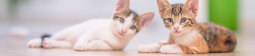 The A-to-Zs Of How to Train Your Kitten featured image