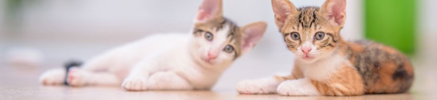 The A-to-Zs Of How to Train Your Kitten featured image