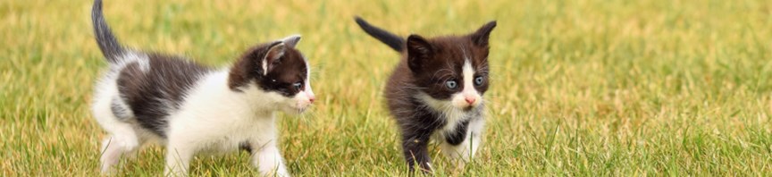 Protecting Your Kitten from Fleas & Worms featured image
