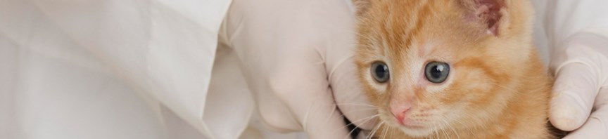 Vaccinations & Pet Insurance for Your Kitten featured image