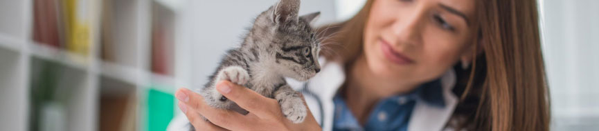 Get the Facts About Microchipping featured image