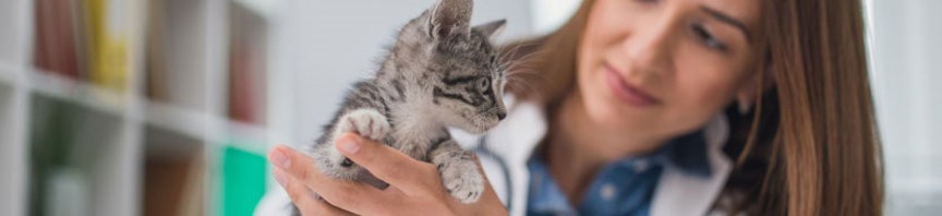 Get the Facts About Microchipping featured image