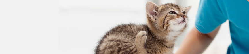 Meet the Vet: Your Kitten’s First Health Check-Up featured image
