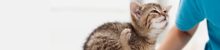 Meet the Vet: Your Kitten’s First Health Check-Up featured image