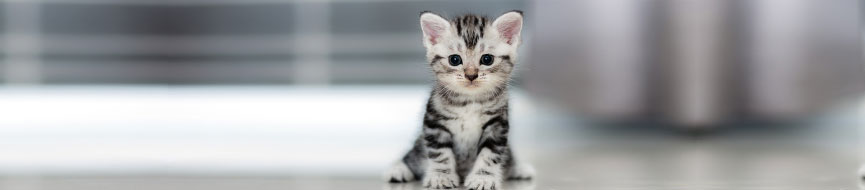 Kitten Coat and Skin Care: Tips for Purrfect Coat Condition featured image