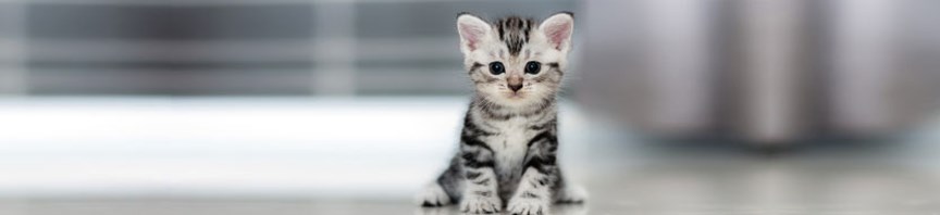 Kitten Coat and Skin Care: Tips for Purrfect Coat Condition featured image
