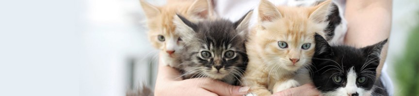 Choosing the Right Veterinarian for Your Kitten featured image
