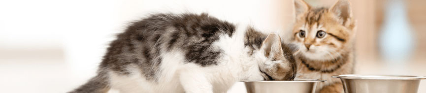 Feeding Your Kitten: Some Food for Thought featured image