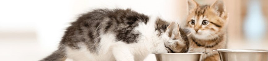 Feeding Your Kitten: Some Food for Thought featured image