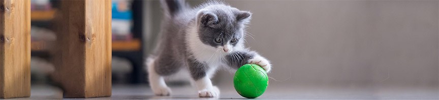Fun and Healthy Playtime Tips for Kitten featured image