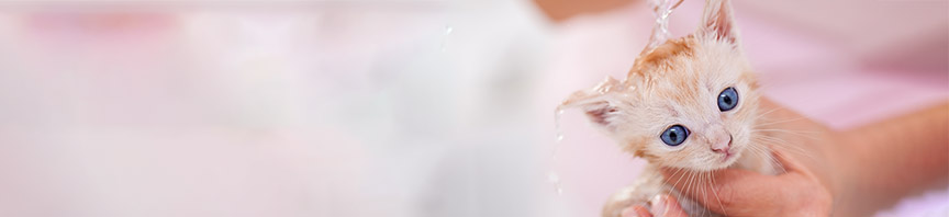 Your New Kitten's Good Grooming Guide featured image