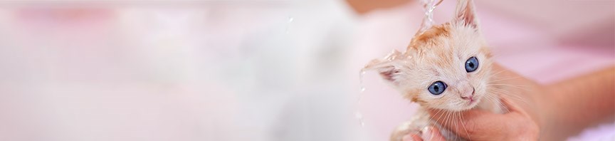 Your New Kitten's Good Grooming Guide featured image