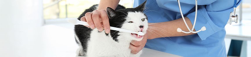 Caring For Your Kitten's New Teeth featured image